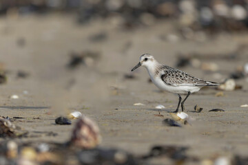 Shorebird Sanderling Calidris alba in search of food on a sandy beach in Manche, Normandy, France