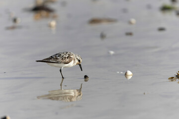 Shorebird Sanderling Calidris alba in search of food on a sandy beach in Manche, Normandy, France
