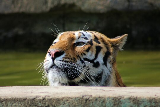 Fototapeta Il riposo della tigre siberiana a Zoom, Torino (Italy)