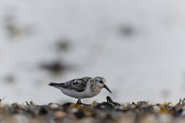 Shorebird Sanderling Calidris alba in search of food on a sandy beach in Manche, Normandy, France