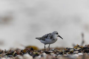 Shorebird Sanderling Calidris alba in search of food on a sandy beach in Manche, Normandy, France