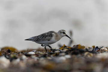 Shorebird Sanderling Calidris alba in search of food on a sandy beach in Manche, Normandy, France
