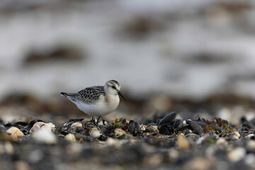 Shorebird Sanderling Calidris alba in search of food on a sandy beach in Manche, Normandy, France