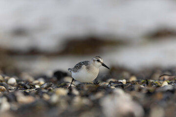 Shorebird Sanderling Calidris alba in search of food on a sandy beach in Manche, Normandy, France