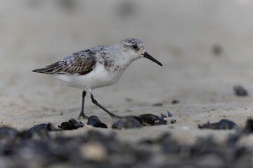 Shorebird Sanderling Calidris alba in search of food on a sandy beach in Manche, Normandy, France