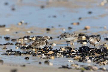 Shorebird Sanderling Calidris alba in search of food on a sandy beach in Manche, Normandy, France