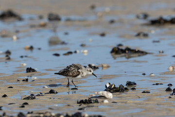 Shorebird Sanderling Calidris alba in search of food on a sandy beach in Manche, Normandy, France