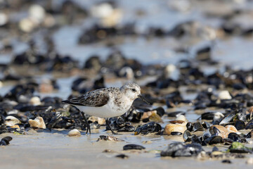 Shorebird Sanderling Calidris alba in search of food on a sandy beach in Manche, Normandy, France