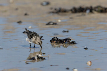 Shorebird Sanderling Calidris alba in search of food on a sandy beach in Manche, Normandy, France