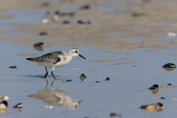 Shorebird Sanderling Calidris alba in search of food on a sandy beach in Manche, Normandy, France