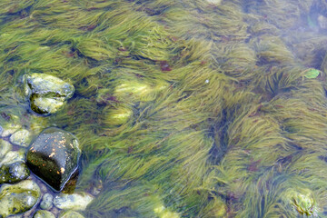 Algen an einem Kiesstrand