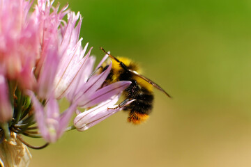 Colorful closeup on a brown banded bumblebee, Bombus pascuorum om purple Nepeta cataria flowers in...