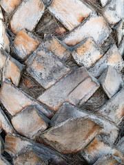 palm tree trunk close up