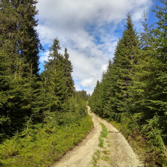 Fototapeta na wymiar the road through the mountain forest