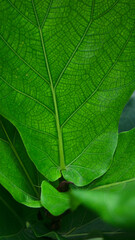 green leaf texture