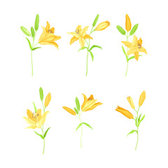 Fototapeta na wymiar Yellow Lily on Stalk as Herbaceous Flowering Plant with Large Prominent Flower with Stamens Vector Set