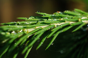 Green spruce branches as a textured background. Green spruce, white spruce or Colorado blue spruce.