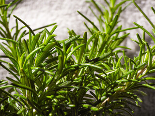 Planta aromática romero sobre fondo claro