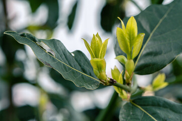 Obraz premium Young Spring Shoots Of Laurel Tree. Bright Light Green Leaves. The Buds Open In The Spring. Selective Focus. Blurred Background. Close Up.