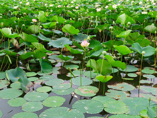 Lotuses in the lake. Lotuses in the Krasnodar Territory.