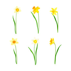 Narcissus as Spring Flowering Perennial Plant with White and Yellow Flowers and Flower Stem Vector Set
