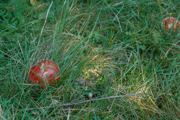 A red fly amanita mushroom grows in green grass in the forest. Spotted. Mushroom. Agaric. Amanita.  Fly. Poison. Poisonous. Toadstool. Danger. Plant. Dangerous. Growing. Growth. Magic