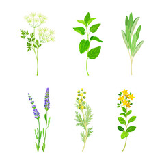 Medical Herbs with Flowering Lavender, Rosemary, Mint Twig and Wormwood Vector Set