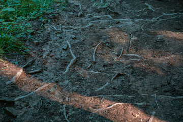 Many tree twisting roots are on the ground of the path in the forest. Top view. Wild. Pine. Texture. Travel. Close Up. Growing. Jungle. Large. Mature. No People. Organ. Perspective. Strong