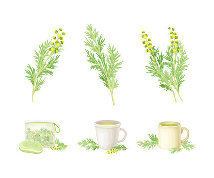 Wormwood or Southernwood Plant with Yellow Floret and Herbal Tea in Mug Vector Composition Set