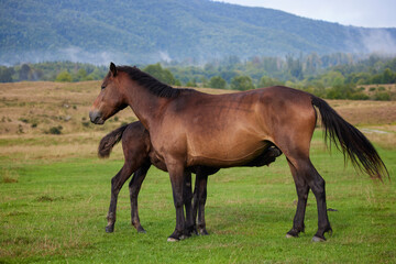 Naklejka na ściany i meble image of horses at liberty in the mountains in Romania