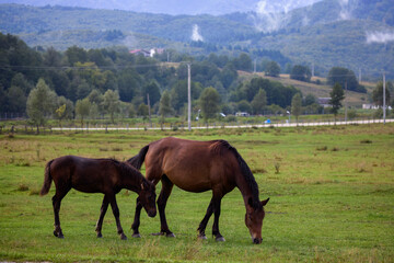 Fototapeta na wymiar image of horses at liberty in the mountains in Romania