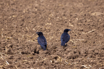 two field crows sitting on the freshly plowed land