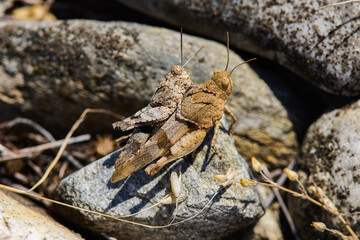 the grasshopper that camouflages itself in the ground