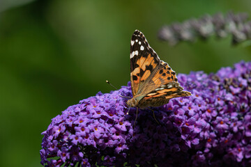 butterfly sits on a flower