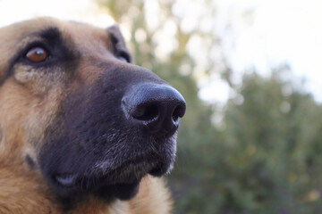 Closeup of a German sheepdog nose. Cropped close up of cross bred alsatian dog. Close-up of a face black german shepherd in profile