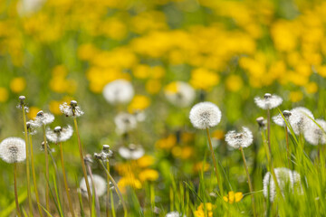 Blowballs of dandelion (taraxacum) in front of yellow blossoms in the blurry background