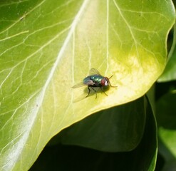bug on leaf