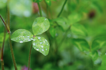 クローバーの雫