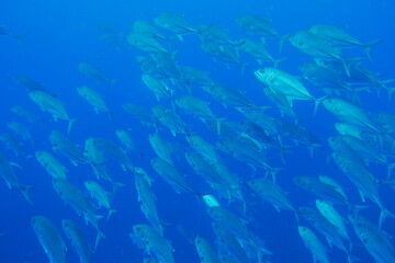 Famous wreck ship Fujikawa maru in Truk lagoon.