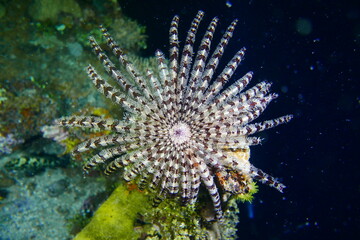Famous wreck ship Fujikawa maru in Truk lagoon.