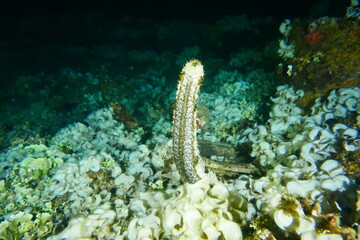 Famous wreck ship Fujikawa maru in Truk lagoon.