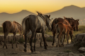 Fototapeta na wymiar herd of horse