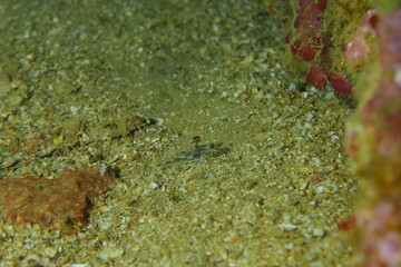 Famous wreck ship Fujikawa maru in Truk lagoon.