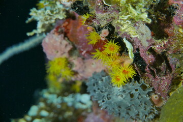 Famous wreck ship Fujikawa maru in Truk lagoon.
