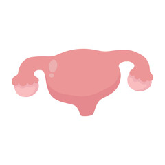Human uterus anatomy icon. flat cartoon style. bright and cute.