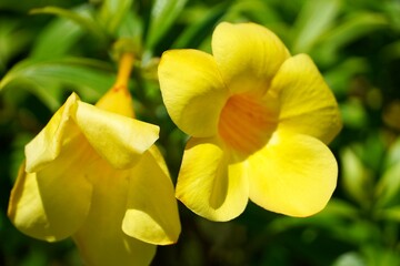 Obraz na płótnie Canvas Yellow flowers bloom in summer season.