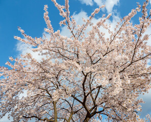 branches of blossoming cherry against background
