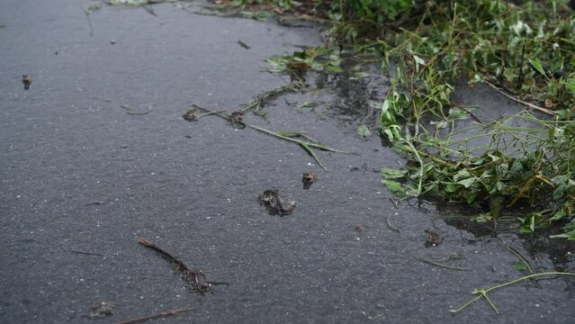 雨の日の蛙とミミズ