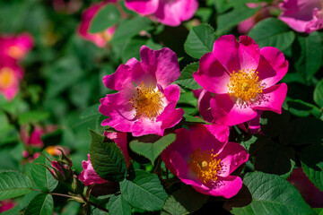 Flower of the dog-rose close up.