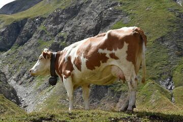 Fototapeta na wymiar mucca in montagna cow in mountain